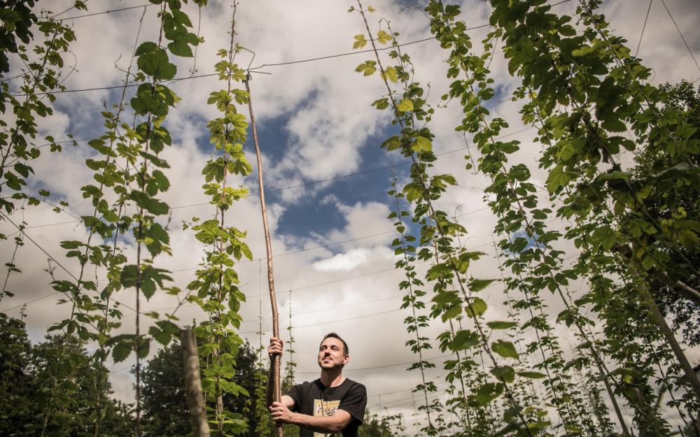 Récolte du houblon